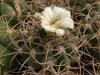 Gymnocalycium castellanosii - Кактусы и суккуленты из Харькова от Оли и Сергея Мирошниченко