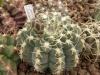 Gymnocalycium quehlianum  v zantnerianum - Кактусы и суккуленты из Харькова от Оли и Сергея Мирошниченко