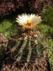 Ferocactus horridus - Кактусы и суккуленты из Харькова от Оли и Сергея Мирошниченко