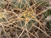 Gymnocalycium cardenasianum - Кактусы и суккуленты из Харькова от Оли и Сергея Мирошниченко