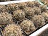 Gymnocalycium spegazzinii - Кактусы и суккуленты из Харькова от Оли и Сергея Мирошниченко