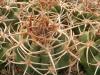 Gymnocalycium hybopleurum v ferocior - Кактусы и суккуленты из Харькова от Оли и Сергея Мирошниченко