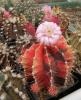 Gymnocalycium friedrichii 'Mars' - Кактусы и суккуленты из Харькова от Оли и Сергея Мирошниченко