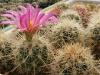 Thelocactus bicolor v bolansis - Кактусы и суккуленты из Харькова от Оли и Сергея Мирошниченко