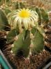 Astrophytum ornatum - Кактусы и суккуленты из Харькова от Оли и Сергея Мирошниченко