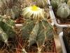 Astrophytum ornatum - Кактусы и суккуленты из Харькова от Оли и Сергея Мирошниченко