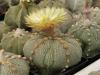 Astrophytum asterias cv - Кактусы и суккуленты из Харькова от Оли и Сергея Мирошниченко