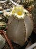 Astrophytum myriostigma - Кактусы и суккуленты из Харькова от Оли и Сергея Мирошниченко