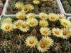 Astrophytum  SEN x AS - Кактусы и суккуленты из Харькова от Оли и Сергея Мирошниченко