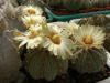 Astrophytum asterias - Кактусы и суккуленты из Харькова от Оли и Сергея Мирошниченко