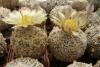 Astrophytum asterias cv Super kabuto V type - Кактусы и суккуленты из Харькова от Оли и Сергея Мирошниченко