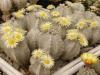 Astrophytum myriostigma v columnare - Кактусы и суккуленты из Харькова от Оли и Сергея Мирошниченко