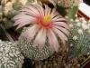 Astrophytum pink fl - Кактусы и суккуленты из Харькова от Оли и Сергея Мирошниченко