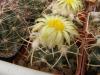 Coryphantha sulcolanata - Кактусы и суккуленты из Харькова от Оли и Сергея Мирошниченко