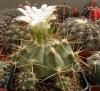 Gymnocalycium griseopallidum - Кактусы и суккуленты из Харькова от Оли и Сергея Мирошниченко