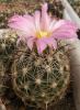 Coryphantha ramillosa - Кактусы и суккуленты из Харькова от Оли и Сергея Мирошниченко