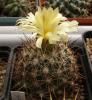 Coryphantha delaetiana L1230 - Кактусы и суккуленты из Харькова от Оли и Сергея Мирошниченко