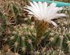 Acanthocalycium peitscherianum - Кактусы и суккуленты из Харькова от Оли и Сергея Мирошниченко