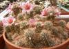 Mammillaria thornberi - Кактусы и суккуленты из Харькова от Оли и Сергея Мирошниченко