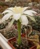 Echinopsis ancistrophora v hamatacantha - Кактусы и суккуленты из Харькова от Оли и Сергея Мирошниченко