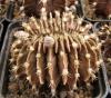 Gymnocalycium friedrichii f cristata - Кактусы и суккуленты из Харькова от Оли и Сергея Мирошниченко