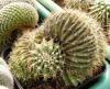 Echinopsis obrepanda f cristata - Кактусы и суккуленты из Харькова от Оли и Сергея Мирошниченко