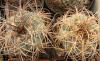 Gymnocalycium cardenasianum - Кактусы и суккуленты из Харькова от Оли и Сергея Мирошниченко