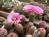 Echinocereus reichenbachii v. perbellus, Belva - Кактусы и суккуленты из Харькова от Оли и Сергея Мирошниченко