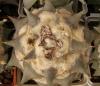 Ariocarpus retusus SB 68 - Кактусы и суккуленты из Харькова от Оли и Сергея Мирошниченко