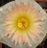 Astrophytum pink fl - Кактусы и суккуленты из Харькова от Оли и Сергея Мирошниченко