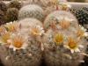 Mammillaria candida - Кактусы и суккуленты из Харькова от Оли и Сергея Мирошниченко