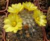 Mammillaria baumii - Кактусы и суккуленты из Харькова от Оли и Сергея Мирошниченко