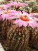 Thelocactus bicolor v schwarzii - Кактусы и суккуленты из Харькова от Оли и Сергея Мирошниченко