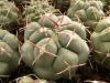 Thelocactus hexaedrophorus - Кактусы и суккуленты из Харькова от Оли и Сергея Мирошниченко