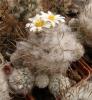 Turbinicarpus dickisoniae - Кактусы и суккуленты из Харькова от Оли и Сергея Мирошниченко