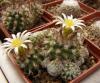 Turbinicarpus krainzianus - Кактусы и суккуленты из Харькова от Оли и Сергея Мирошниченко