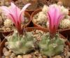 Turbinicarpus hybrid (T.alonsoi x T.sp. Negrita) - Кактусы и суккуленты из Харькова от Оли и Сергея Мирошниченко