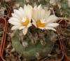 Turbinicarpus schwarzii - Кактусы и суккуленты из Харькова от Оли и Сергея Мирошниченко