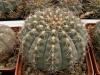 Gymnocalycium quehlianum - Кактусы и суккуленты из Харькова от Оли и Сергея Мирошниченко