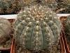 Gymnocalycium quehlianum - Кактусы и суккуленты из Харькова от Оли и Сергея Мирошниченко