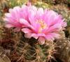 Gymnocalycium neuhuberi - Кактусы и суккуленты из Харькова от Оли и Сергея Мирошниченко