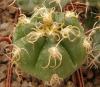 Gymnocalycium denudatum - Кактусы и суккуленты из Харькова от Оли и Сергея Мирошниченко