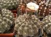 Gymnocalycium riojense - Кактусы и суккуленты из Харькова от Оли и Сергея Мирошниченко