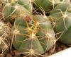 Gymnocalycium buenekeri - Кактусы и суккуленты из Харькова от Оли и Сергея Мирошниченко