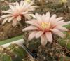 Gymnocalycium poechlii LB 326 - Кактусы и суккуленты из Харькова от Оли и Сергея Мирошниченко