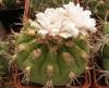 Gymnocalycium zegarrae - Кактусы и суккуленты из Харькова от Оли и Сергея Мирошниченко