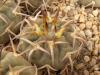Gymnocalycium stellatum v paucispinum - Кактусы и суккуленты из Харькова от Оли и Сергея Мирошниченко