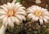 Gymnocalycium poechlii LB 326 - Кактусы и суккуленты из Харькова от Оли и Сергея Мирошниченко