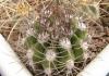 Gymnocalycium valnicekianum - Кактусы и суккуленты из Харькова от Оли и Сергея Мирошниченко