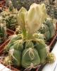 Gymnocalycium denudatum - Кактусы и суккуленты из Харькова от Оли и Сергея Мирошниченко